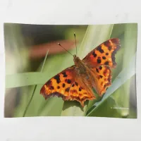 Beautiful Orange Satyr Comma Butterfly Trinket Tray