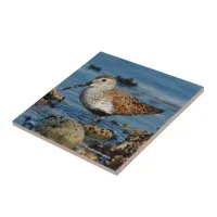 A Beautiful Dunlin Goes Solo Ceramic Tile