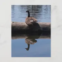 Canadian Goose Postcard