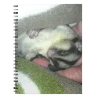 Sugar Glider Sleeping in Blanket Notebook