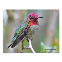 Stunning Male Anna's Hummingbird on the Plum Tree Photo Print