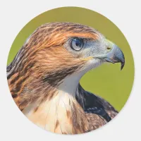 Beautiful Young Red-Tailed Hawk Classic Round Sticker