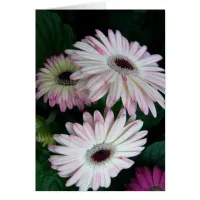 Gerber Daisy White with Pink Flowers Card