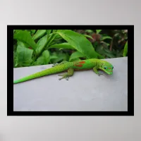 Gold Dust Day Gecko Poster