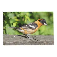 Closeup of a Handsome Black-Headed Grosbeak Placemat