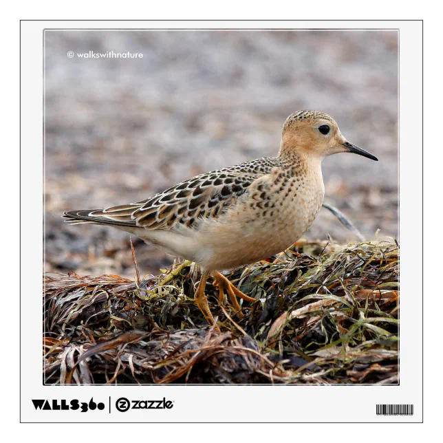 Profile of a Buff-Breasted Sandpiper at the Beach Wall Sticker