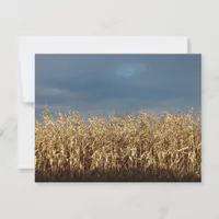 Corn Field