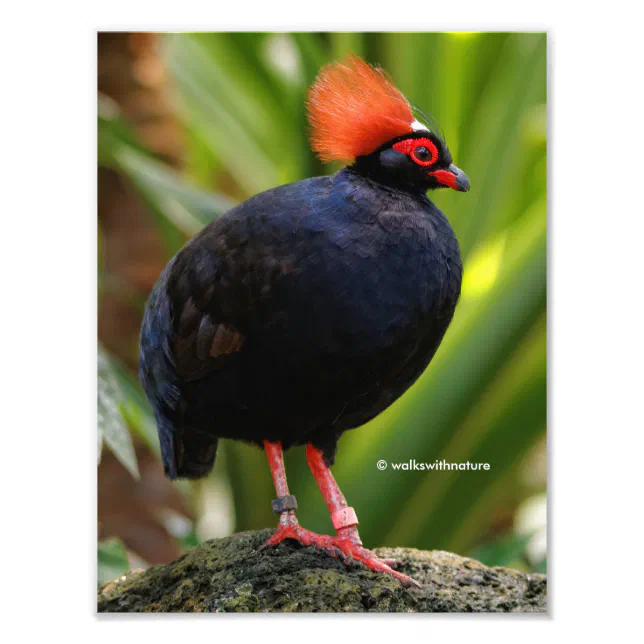Stunning Roul-Roul Crested Wood Partridge Bird Photo Print