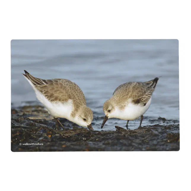 Cute Pair of Sanderlings Sandpipers Shares a Meal Placemat