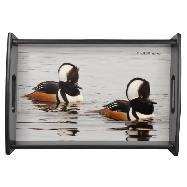 Singers in the Making: Hooded Mergansers Serving Tray