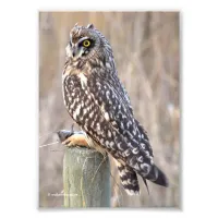 Short-Eared Owl with Vole Photo Print