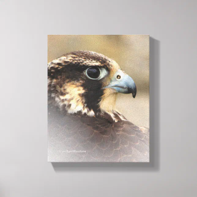 Vignetted Profile of a Peregrine Falcon Canvas Print