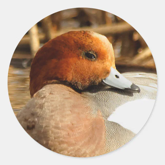 Handsome Stranger in Town Eurasian Wigeon Classic Round Sticker