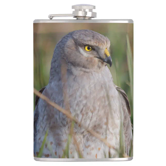 Profile of a Northern Harrier Flask