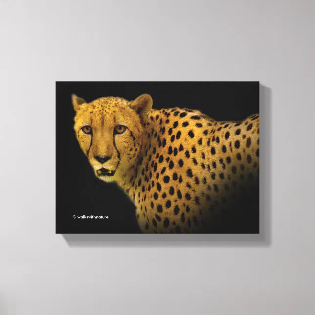Trading Glances with a Magnificent Cheetah Canvas Print