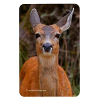 Funny Young Blacktail Deer Smiles at Photographer Magnet