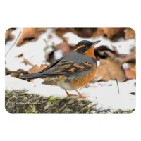 Beautiful Varied Thrush Songbird in the Snow Magnet