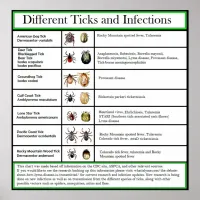 Different Ticks and Infections Chart