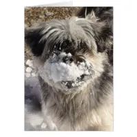Funny Dog with Snow on Nose
