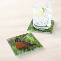 Curious American Robin Songbird in the Grass Glass Coaster