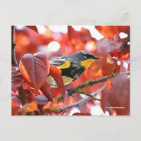 Beautiful Yellow-Rumped Warbler in the Tree Postcard