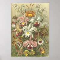 Orchidae Poster