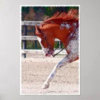 Paint Horse Poster