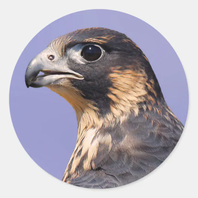 Profile of a Juvenile Peregrine Falcon Classic Round Sticker