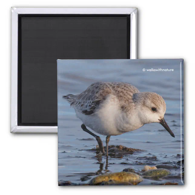 Cute Sanderling Sandpiper Strolls Wintry Beach Magnet