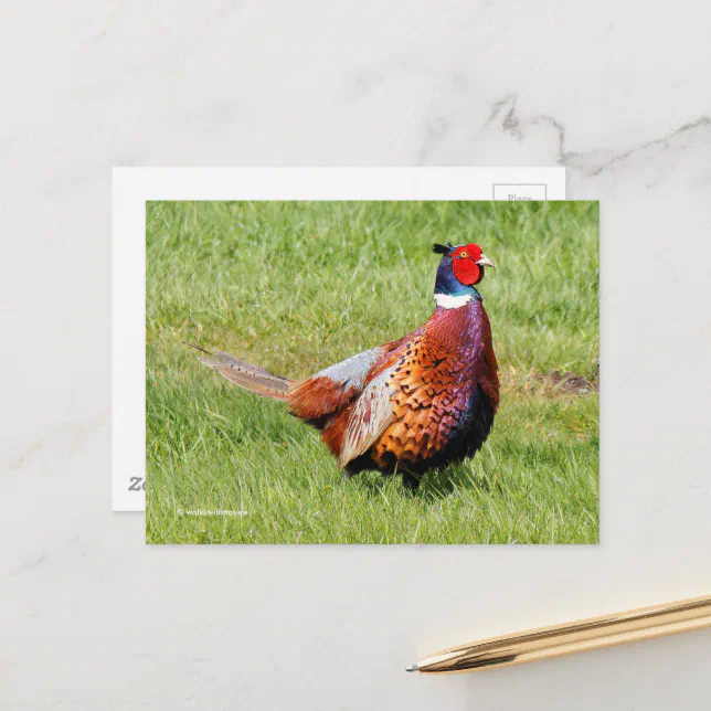 Surprised Ring-Necked Pheasant in Grass Postcard