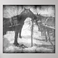 Amish Horses in Black and White Grunge Poster