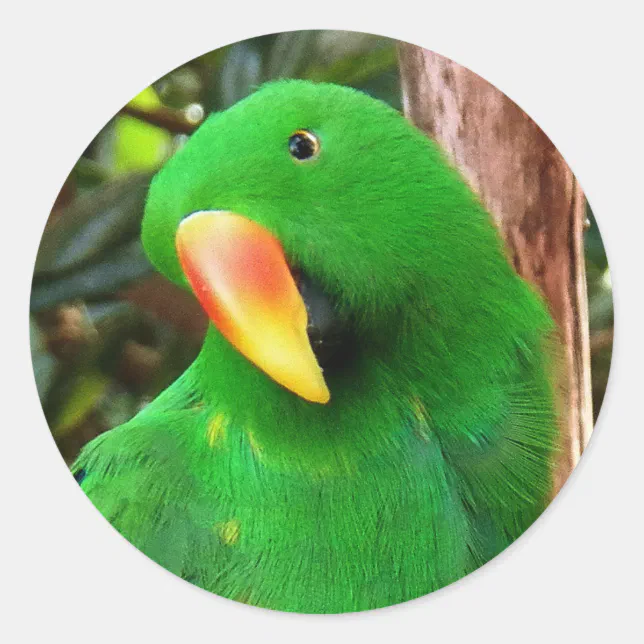 "The Green Orator" Eclectus Parrot Classic Round Sticker