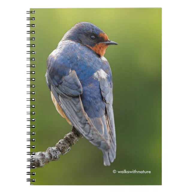 Beautiful Barn Swallow on a Branch Notebook