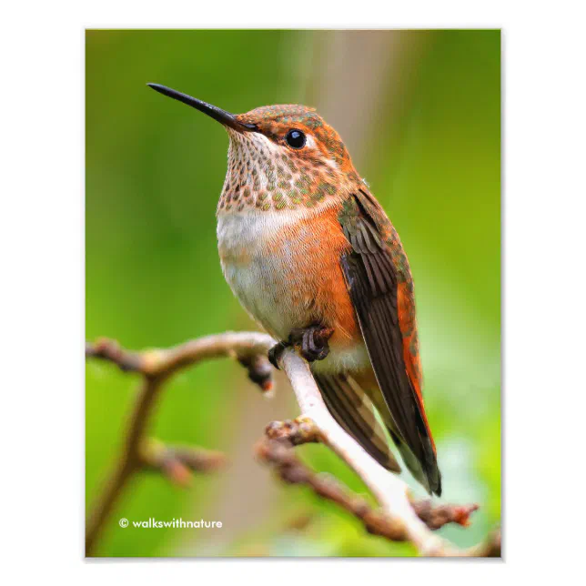 Female Rufous Hummingbird on the Plum Tree Photo Print