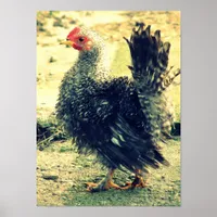 Frizzle Rooster Poster