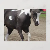 Pinto Mini Horse Liberty Class at the County Fair Postcard