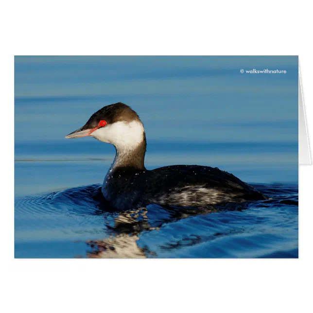 Profile of a Horned Grebe