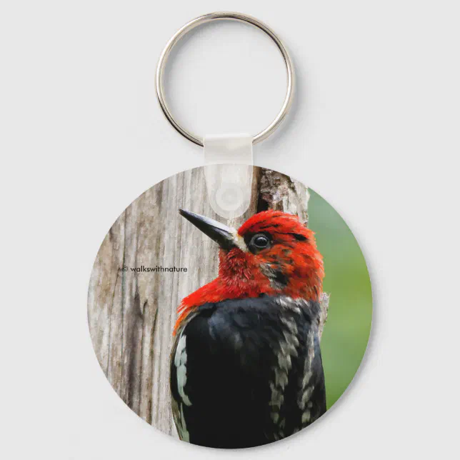 Stunning Red-Breasted Sapsucker in the Forest Keychain