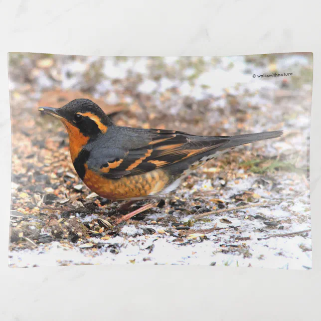 Beautiful Varied Thrush on the Ground Trinket Tray