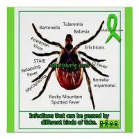 Lyme Disease & Co Infection Educational Chart