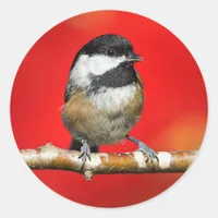 Black-Capped Chickadee on Autumn Red Background Classic Round Sticker