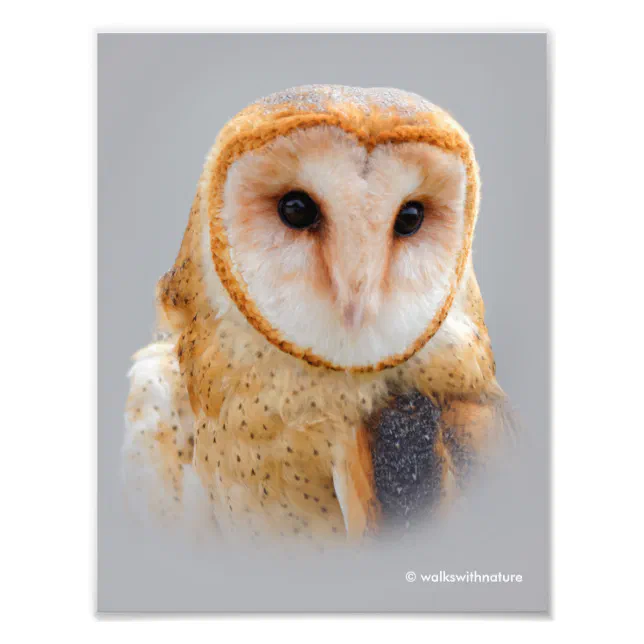 A Serene Barn Owl Photo Print