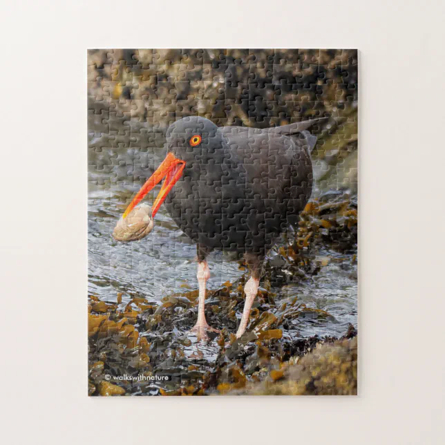 Stunning Black Oystercatcher Shorebird with Clam Jigsaw Puzzle