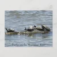 Turtles on a Log on the Mississippi River Photo Po Postcard