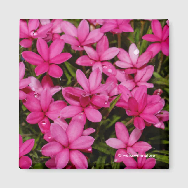 Rhodohypoxis / Red Star / Rosy Posy Magnet