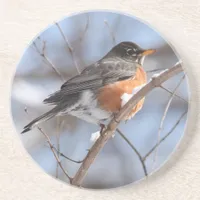 Cute American Robin Sits on Snowy Branch in Winter Coaster