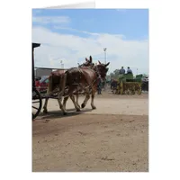 A Pair of Draft Mules at an Iowa Ag Festival