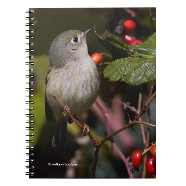 Ruby-Crowned Kinglet Songbird on Hawthorn Bush Notebook