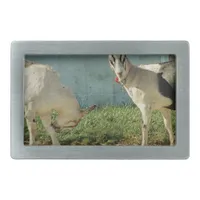 Dairy Goats Belt Buckle