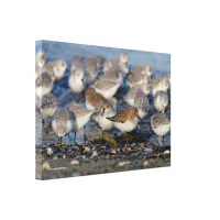 Flock of Dunlins and Sanderlings at the Beach Canvas Print